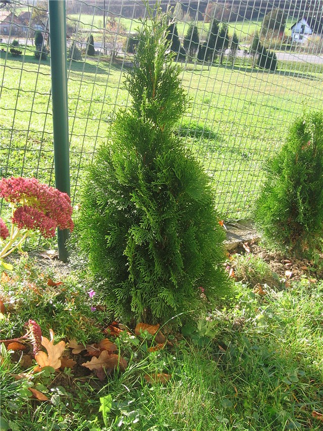 Thuja occidentalis Thalia